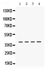 1 - Anti-CSNK1A1 Picoband Antibody ABO12379