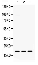1 - Anti-CXCL9 Antibody ABO12380