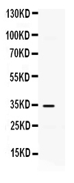 1 - Anti-CXCL10/IP-10 Antibody ABO12381