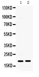 1 - Anti-CXCL10/IP-10 Antibody ABO12382