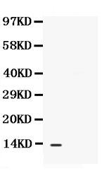 1 - Anti-CXCL13/BLC Antibody ABO12383