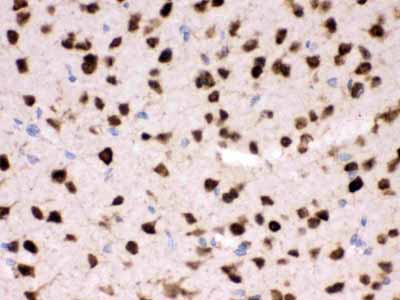 2 - Anti-ELAVL4 Picoband Antibody ABO12384