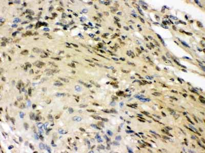 2 - Anti-ELAVL4 Picoband Antibody ABO12384