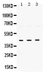 1 - Anti-ELAVL4 Picoband Antibody ABO12384