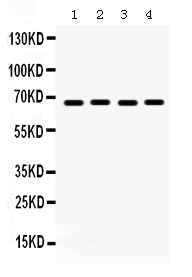 1 - Anti-Pea3 Picoband Antibody ABO12385