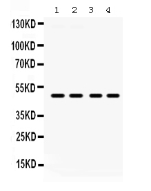 1 - Anti-PAR2 Picoband Antibody ABO12386
