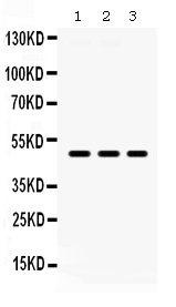 1 - Anti-Tissue factor/F3 Antibody ABO12387