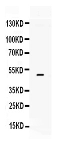1 - Anti-Tissue factor/F3 Antibody ABO12388