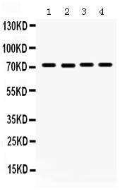 1 - Anti-FMRP Picoband Antibody ABO12389