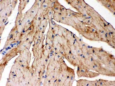 2 - Anti-FXYD1 Picoband Antibody ABO12390