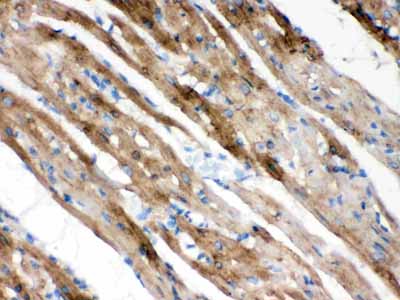 2 - Anti-FXYD1 Picoband Antibody ABO12390