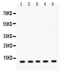1 - Anti-FXYD1 Picoband Antibody ABO12390