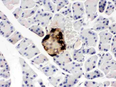 2 - Anti-GLP1 Picoband Antibody ABO12391