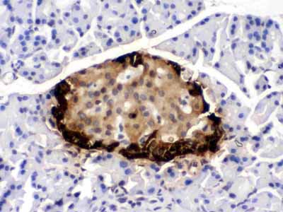 2 - Anti-GLP1 Picoband Antibody ABO12391