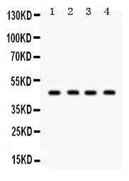 1 - Anti-GJC2 Picoband Antibody ABO12392
