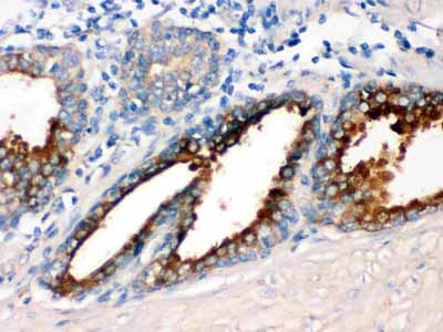2 - Anti-GNAQ Picoband Antibody ABO12393