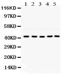 1 - Anti-GNAQ Picoband Antibody ABO12393