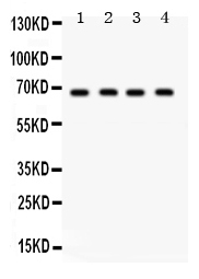 1 - Anti-GRK5 Picoband Antibody ABO12394