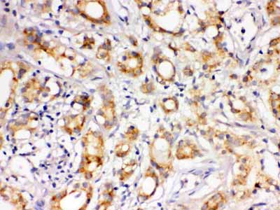 2 - Anti-LOXL1 Picoband Antibody ABO12405