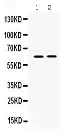 1 - Anti-LOXL1 Picoband Antibody ABO12405