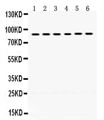 1 - Anti-LOXL2 Picoband Antibody ABO12406
