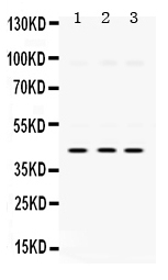 1 - Anti-SAPK4 Picoband Antibody ABO12407