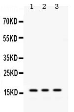 1 - Anti-MGST1 Picoband Antibody ABO12409