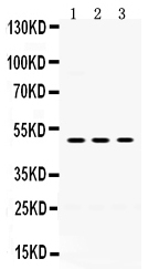 1 - Anti-OMG Picoband Antibody ABO12416