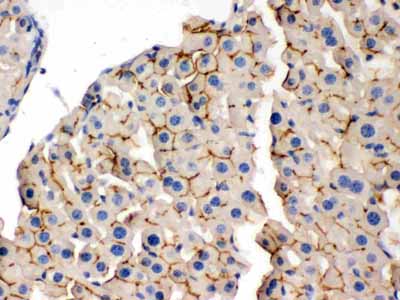 2 - Anti-OPA1 Picoband Antibody ABO12417