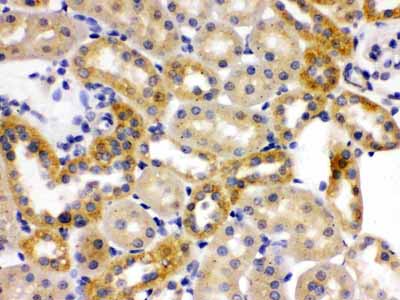 2 - Anti-OPA1 Picoband Antibody ABO12417