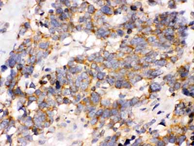 2 - Anti-OPA1 Picoband Antibody ABO12417