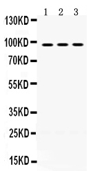 1 - Anti-OPA1 Picoband Antibody ABO12417