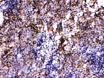 2 - Anti-Pax2 Picoband Antibody ABO12420