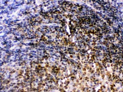 2 - Anti-Pax2 Picoband Antibody ABO12420