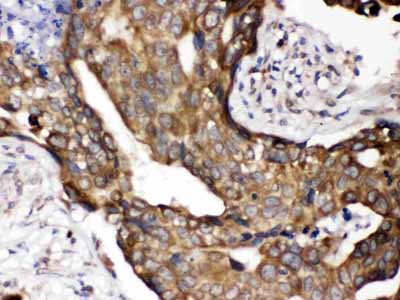 2 - Anti-POR Picoband Antibody ABO12422