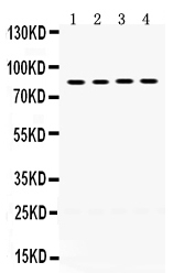 1 - Anti-POR Picoband Antibody ABO12422