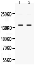 1 - Anti-PPP1R12A Picoband Antibody ABO12423