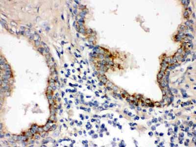 2 - Anti-PTP4A2 Picoband Antibody ABO12426