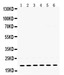 1 - Anti-PTP4A2 Picoband Antibody ABO12426