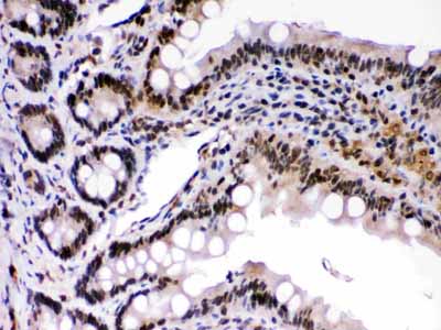 2 - Anti-c-Rel Picoband Antibody ABO12427