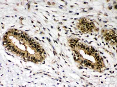 2 - Anti-c-Rel Picoband Antibody ABO12427