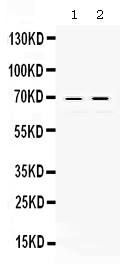 1 - Anti-c-Rel Picoband Antibody ABO12427