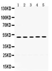 1 - Anti-SDC1/Syndecan-1 Antibody ABO12429