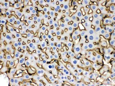 2 - Anti-SLC10A1 Picoband Antibody ABO12431