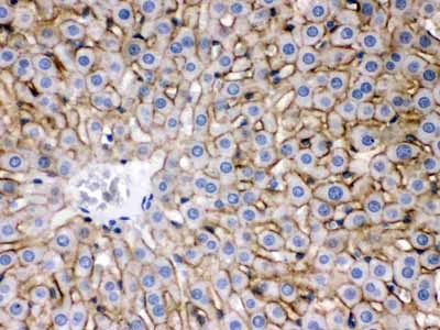 2 - Anti-SLC10A1 Picoband Antibody ABO12431