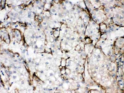 2 - Anti-SLC10A1 Picoband Antibody ABO12431