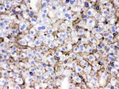 2 - Anti-SLC10A1 Picoband Antibody ABO12431