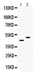 1 - Anti-SLC10A1 Picoband Antibody ABO12431