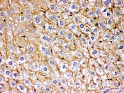 2 - Anti-SOD3 Picoband Antibody ABO12433