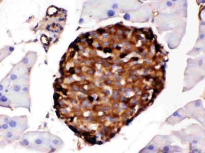 2 - Anti-Prealbumin Picoband Antibody ABO12436